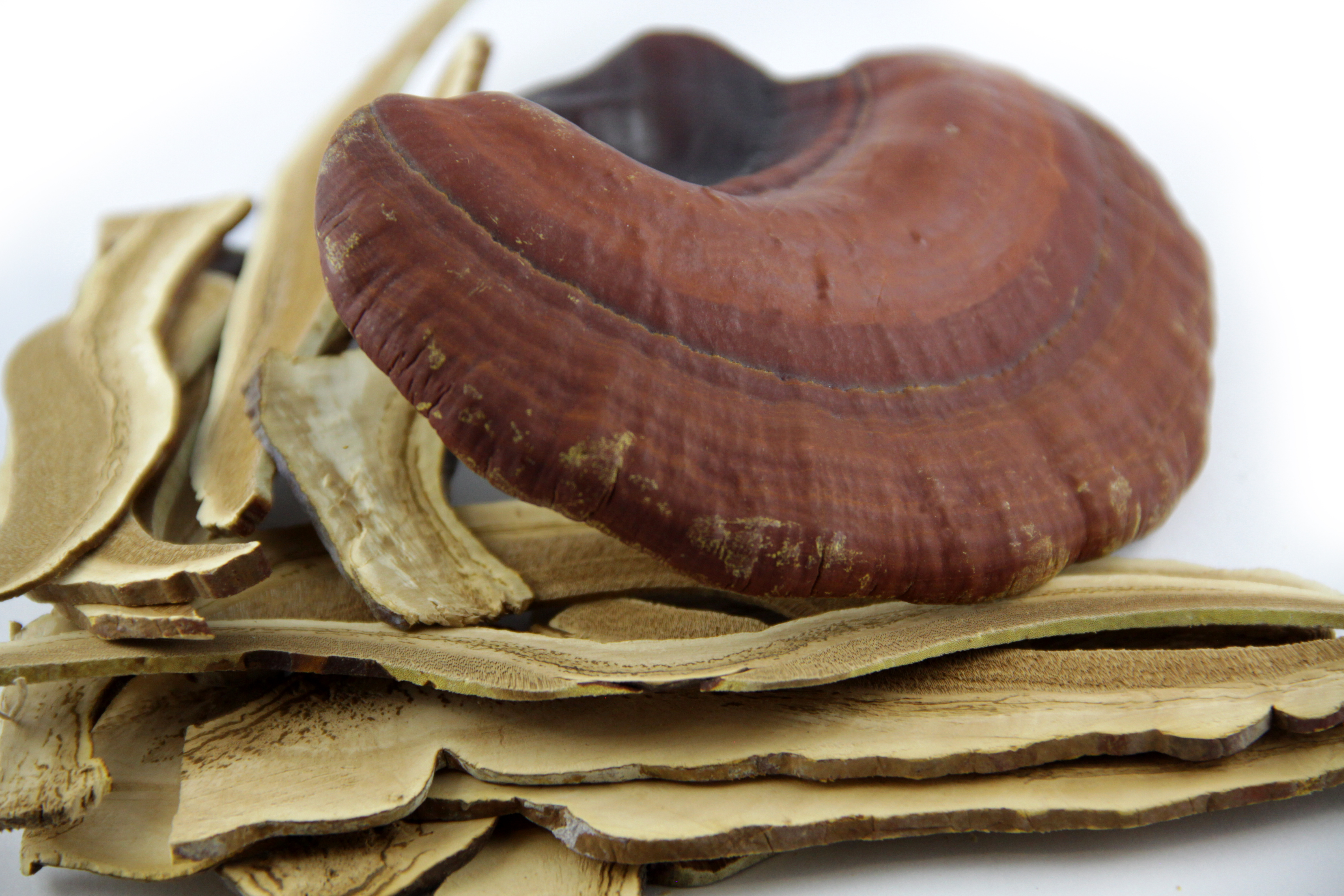 Reishi Vitalpilz