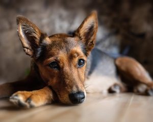 vitalpilze für hunde mit gelenkproblemen