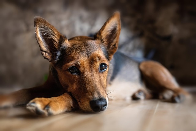 vitalpilze für hunde mit gelenkproblemen