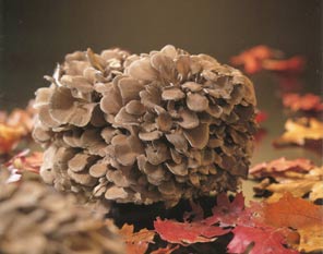 Regional vs Asien Vitalpilze